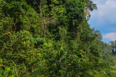 Boosting green business growth in DRC and Gabon – what’s feasible?
