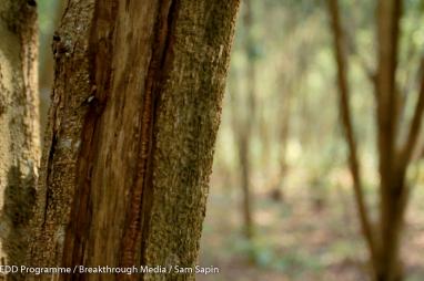 Major milestone for CAFI-DRC LoI: Forest reference emission level submitted to UNFCCC