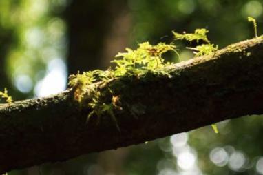 Central Africa: Urgent action needed to prevent drastic loss of the World’s second largest tropical forest