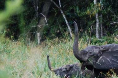 Gabon: First in Africa to receive payments for preserved rainforests