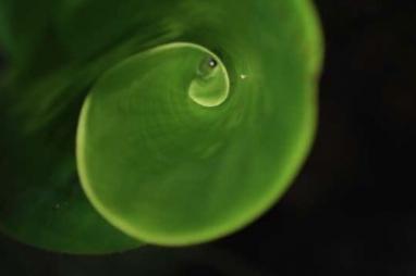 New donors to CAFI Fund, over 50 million dollars for Central African forests