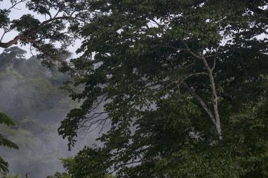 Republic of Congo: Call for Expressions of interest