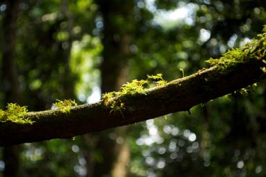 Republic of Congo: Call for Expression of Interest to strengthen environmental governance