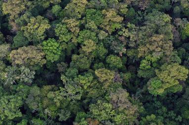 Statement on recently allocated forest concessions in the Democratic Republic of Congo