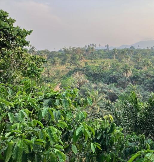 (CLOSED) Cameroon and CAFI launch their partnership first Calls for Expressions of Interest