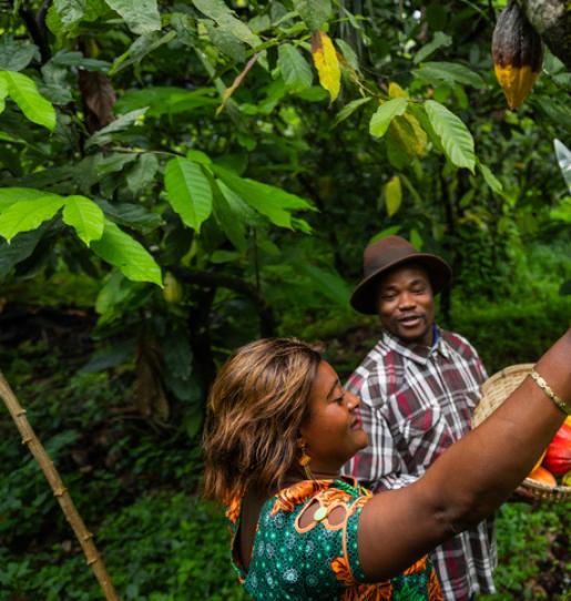 Towards deforestation-free agriculture : CAFI and Cameroon sign 2025-2035 Letter of Intent