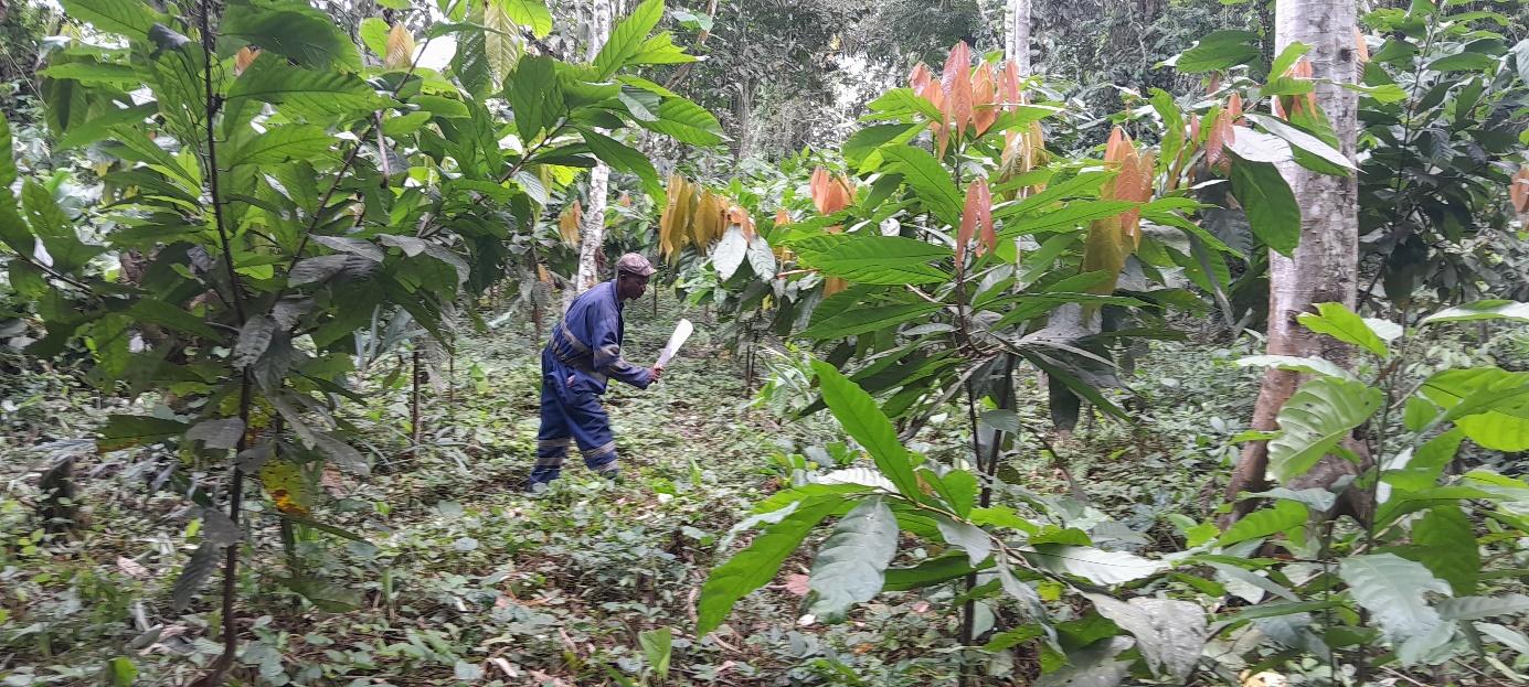 Deforestation-free small scale farming in DR Congo: new $30 million project approved