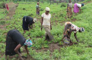 Zero-Deforestation Smallholder Agriculture in Kongo Central