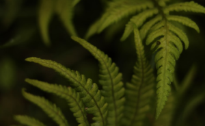ferns