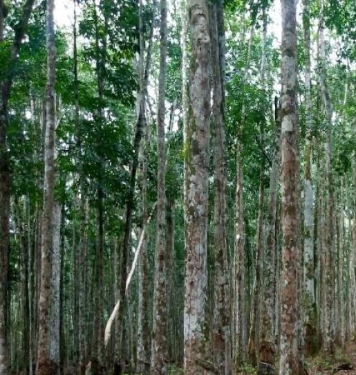 DRC and CAFI Launch a new Call for Expressions of Interest