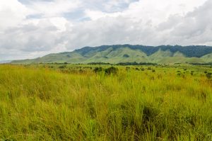 Savannahs & Degraded Forests