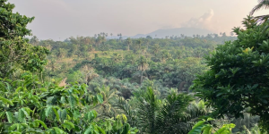 Scaling-up Commercial Investment in Deforestation-Free Commodity Supply Chains