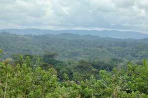 Gabon forests from above