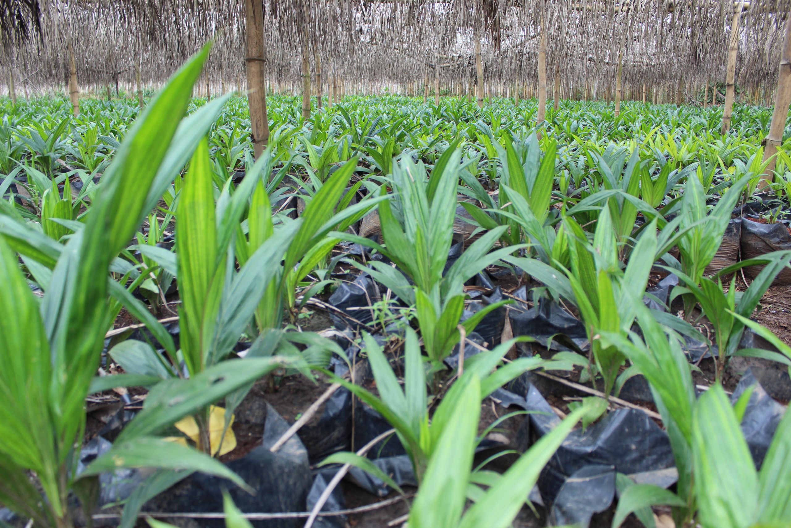 UNCDF lance un appel à investissements privés favorables à la nature en Afrique centrale