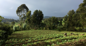 Operationalising the MRV System of the Republic of Congo