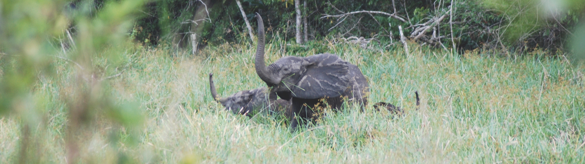 Gabon-CAFI Partnership: Independent Verification Confirms Strong Results of Human-Elephant Coexistence Project