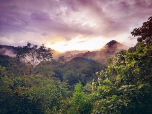 Gabon : Developing a National Land Use Plan and a Forest Monitoring System