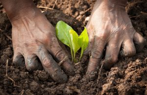 Sustainable family agriculture in DRC's 145 territories