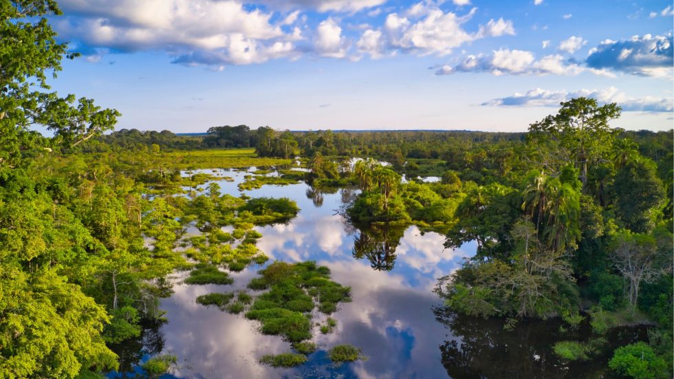 Shape the Future of Central Africa’s Forests – Apply for the CAFI Fellowship 2026–2027