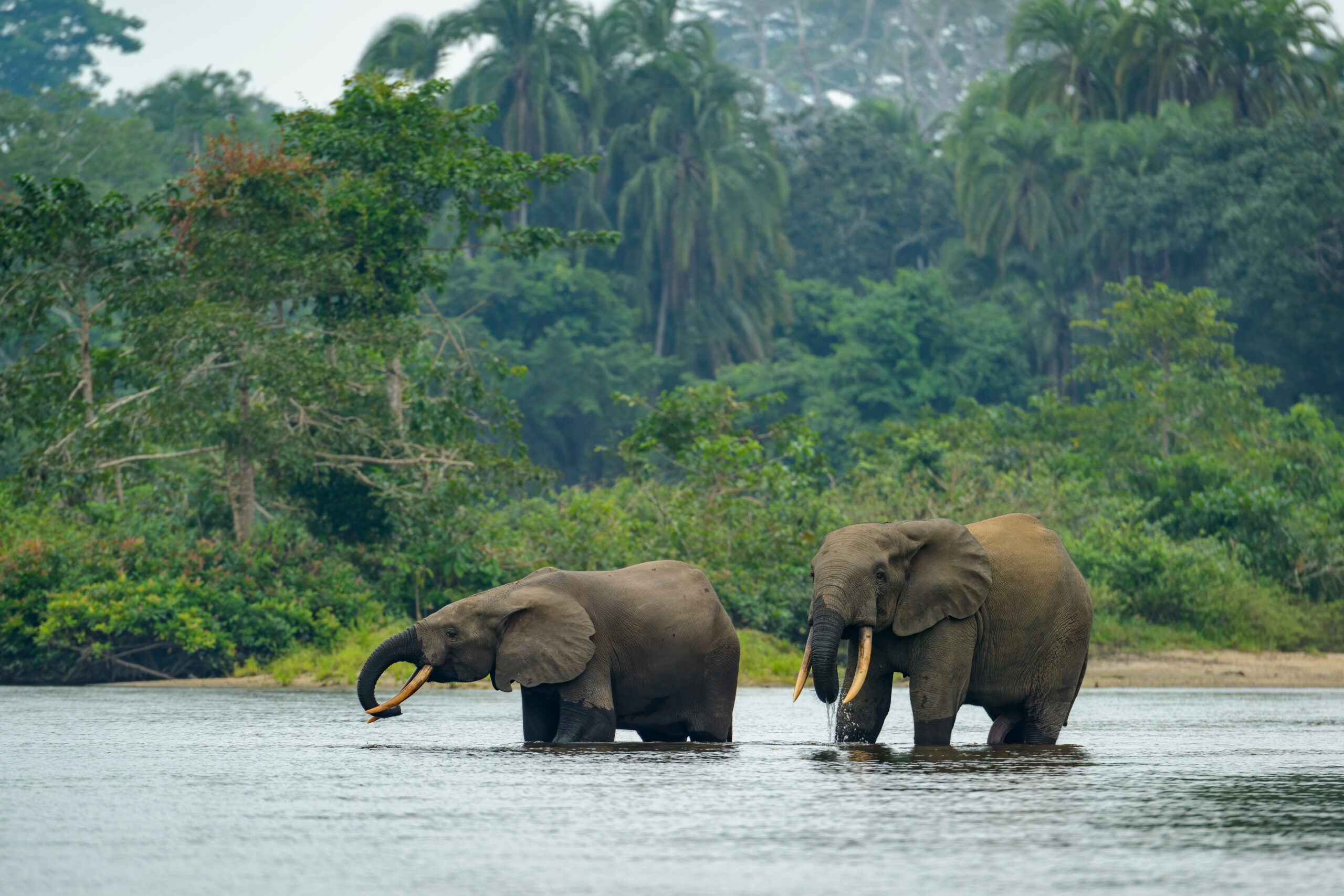 Gabon-CAFI Partnership: Independent Verification Confirms Strong Results of Human-Elephant Coexistence Project