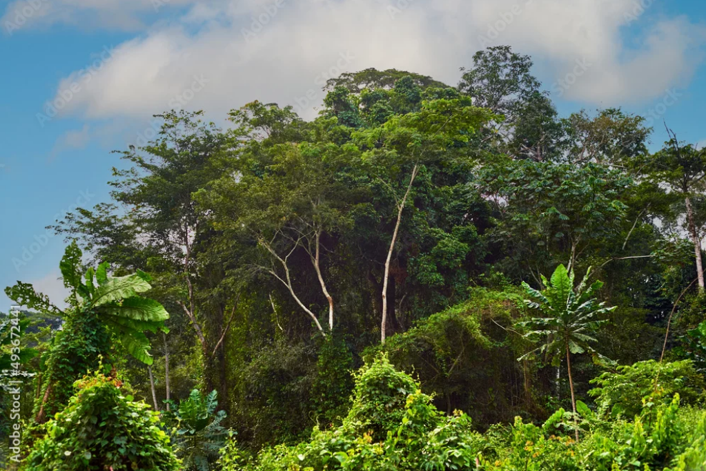 Cameroon-CAFI Partnership Delivers Strong Results in First Year