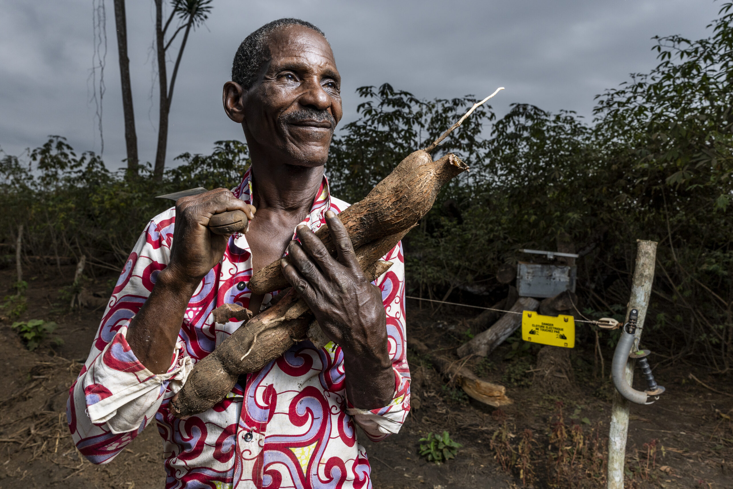 Farmer holding cassava next to electric fence
