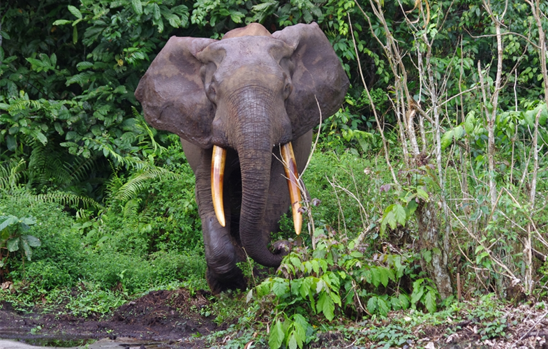 Gabon forest elephant 