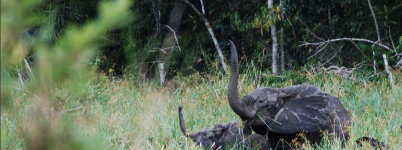 Elephants in forest