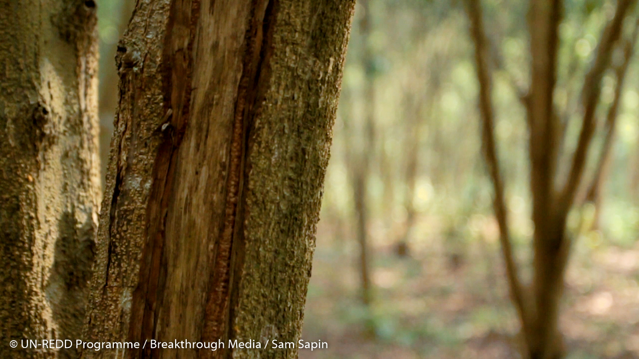 Tree trunk