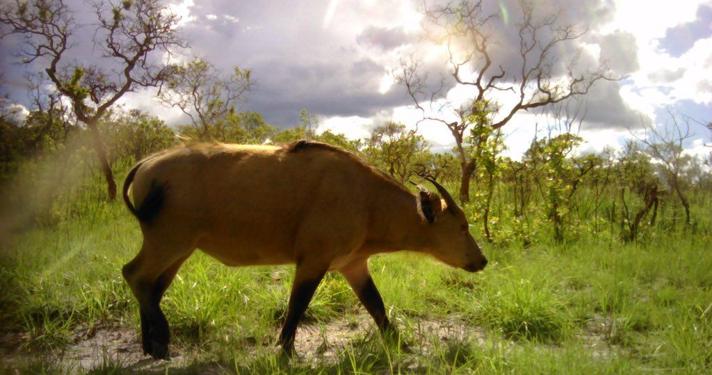 a cow walks in a savannah in Gabon