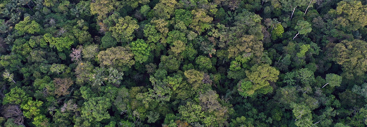 African rainforest seen from above