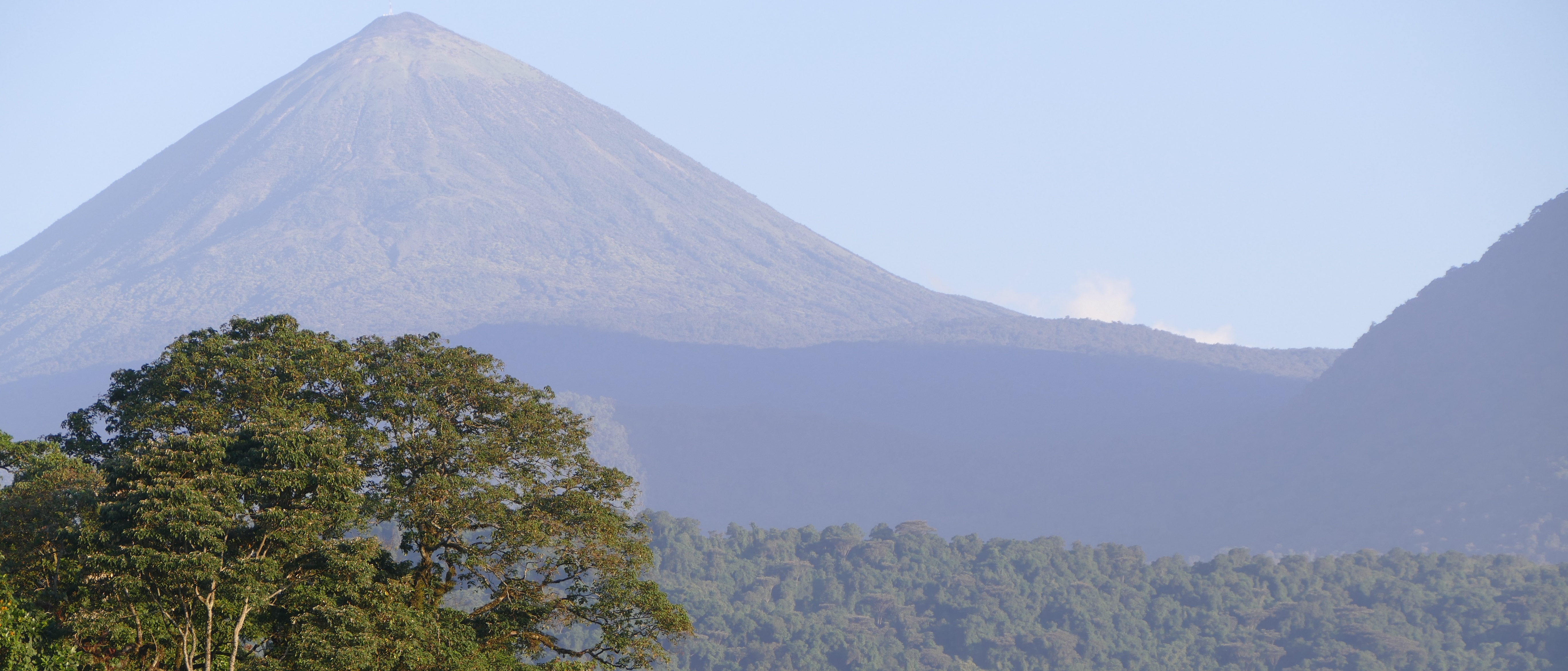 Mountain gorilla habitat at the slope of volcano mountain, Virunga national park, DRC