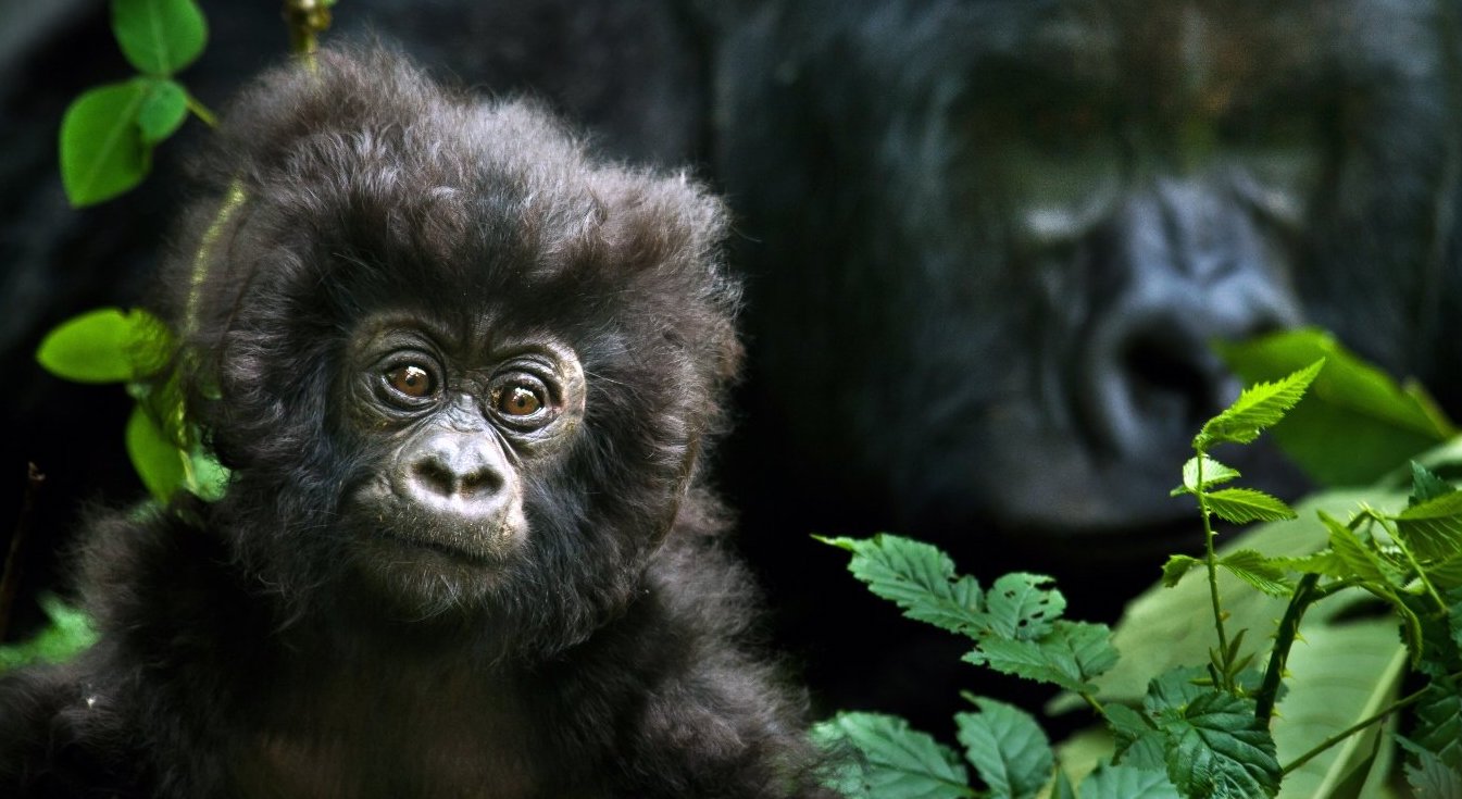 Baby gorilla 