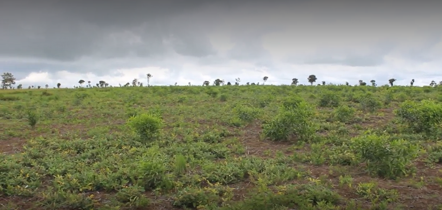 Savane à Kwilu