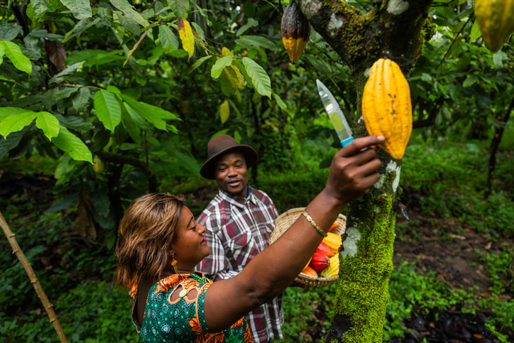 Two farmers collect cocoa pods from trees during harvest in Cameroon