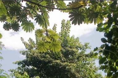 DRCongo: Partners renew their commitment to the forest sector