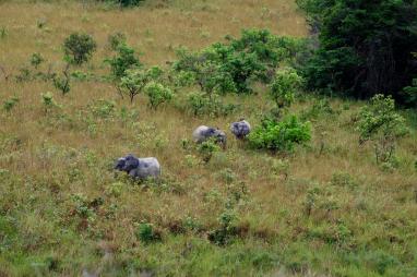 Gabon | Central African Forest Initiative (CAFI)