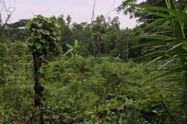 Expansion of Protected Areas and Optimization of Land Use for Food Crops - Gabon