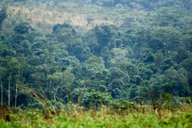 Sustainable Management of Forests - DRCongo