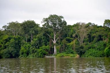Preparatory Grant for the Development of the National REDD+ Investment Plan (Closed) - Republic of Congo