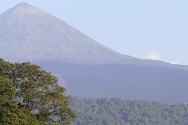 Mountain gorilla habitat at the slope of volcano mountain, Virunga national park, DRC