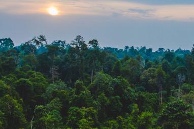 Landmark USD 500 M Agreement Launched at COP26 to Protect the DR Congo’s Forest